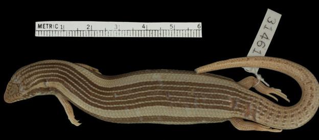 Una expedición murciana busca en Marruecos al misterioso eslizón de Fez