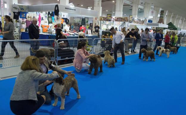 Ifepa programa cuatro nuevos encuentros antes de que finalice el año