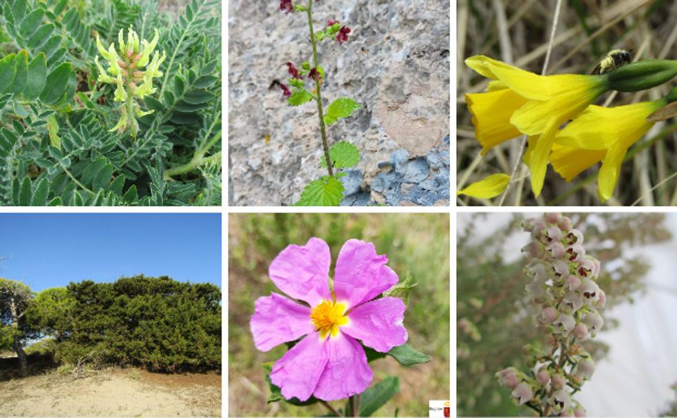 Seis plantas críticas en vías de recuperación
