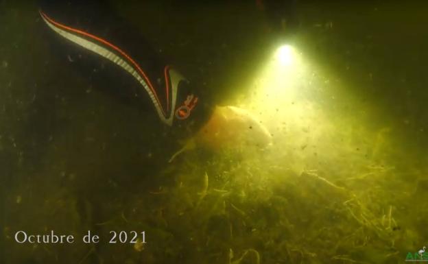 Varias ONG denuncian a España ante la Comisión Europea por el Mar Menor