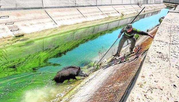 Cazadores denuncian la muerte por ahogamiento de animales en el Trasvase