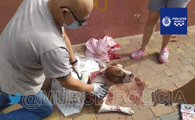 Detenido en La Alberca por apuñalar a su perro