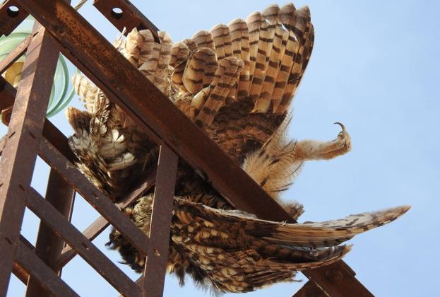 La electrocución de aves se investiga por primera vez por la vía penal en la Región