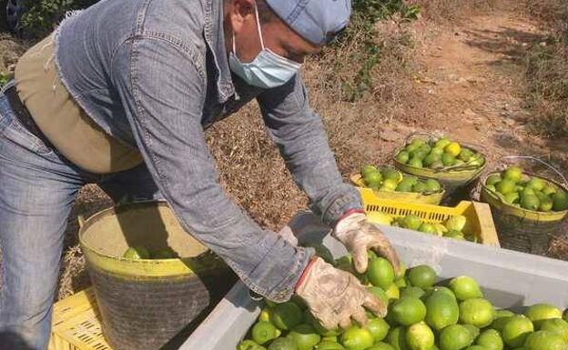 Mercadona prevé comprar 20.000 toneladas de limón de origen España para 2021 y 2022