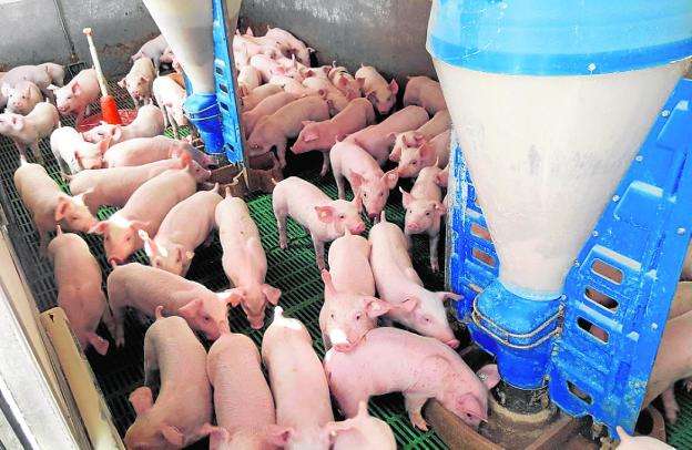 El sector ganadero debate en Sepor sobre seguridad ambiental, genética y reducción de antibióticos