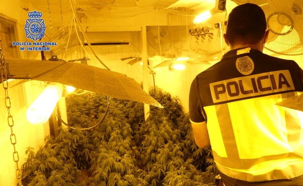 Destapan seis plantaciones de 'maría' ocultas en casas y bares de Alcantarilla