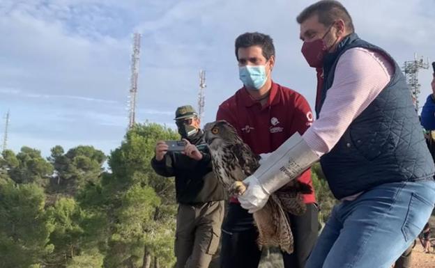 Liberados dos búhos reales en El Valle tras recuperarse de unas lesiones