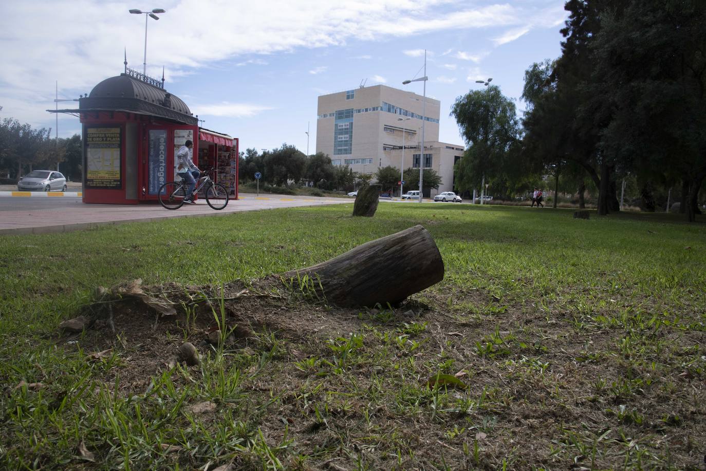 Calles, plazas y parques de Cartagena acusan el retraso en reponer árboles