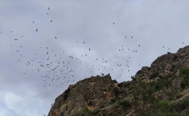 Asamblea de buitres en el Puerto de la Cadena