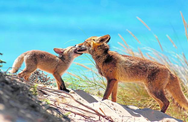 ¿Es el zorro un peligro para los humanos?