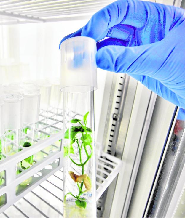 Abiopep, biotecnología al servicio de la horticultura