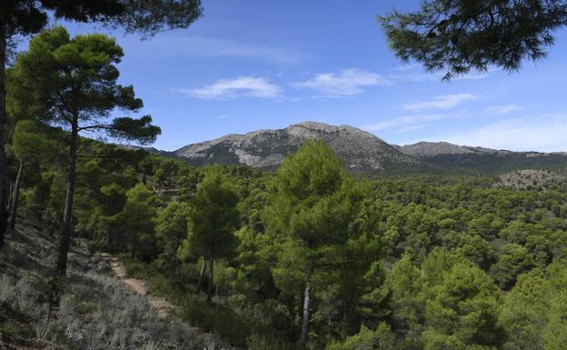 Menos pinos y más sabinas moras en la Sierra Espuña del futuro