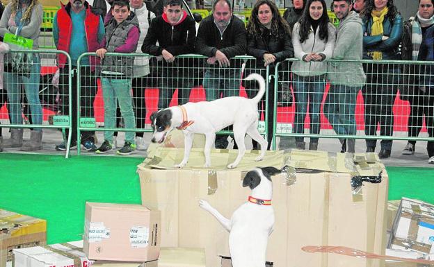 Ifepa acoge este fin de semana la gran fiesta del mundo canino