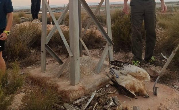 Dos líneas eléctricas matan a tres águilas perdiceras en Murcia en solo seis meses