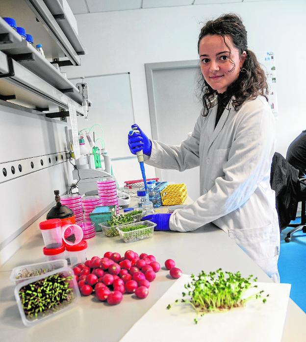 Más beneficios de las verduras con luces LED