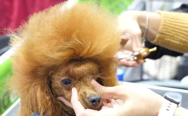 El reino animal se luce en la Exposición Canina y el Salón de la Mascota de Torre Pacheco