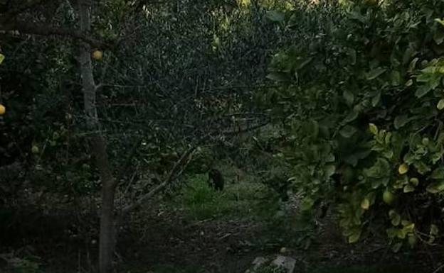 Avistan de nuevo en Monteagudo al canguro perdido por una familia de Llano de Brujas