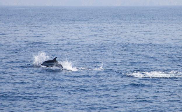 Un delfín identificado hace 16 años junto a Cabo de Palos muere en la costa de Valencia