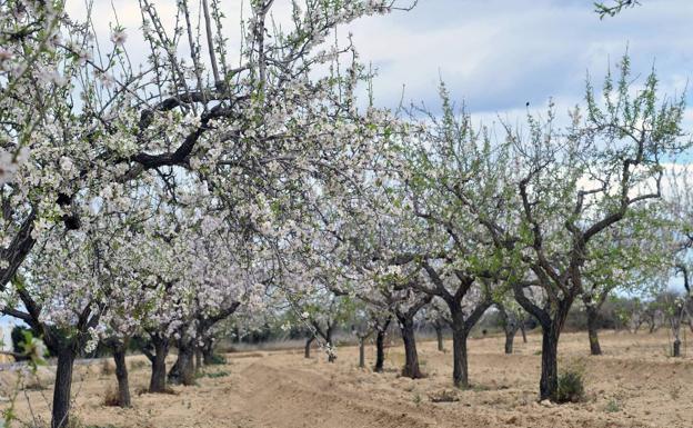 La avispilla amenaza más de 10.000 hectáreas de almendros en la Región
