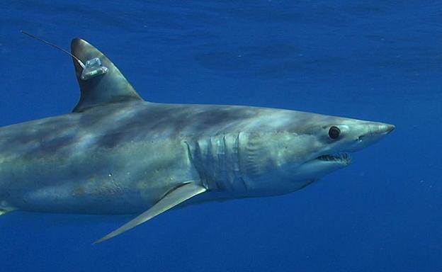 Las 31 especies de tiburones y rayas que nadan en aguas de la Región de Murcia
