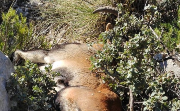 Pillan a cuatro furtivos cuando abatían un macho montés en un coto privado de Caravaca