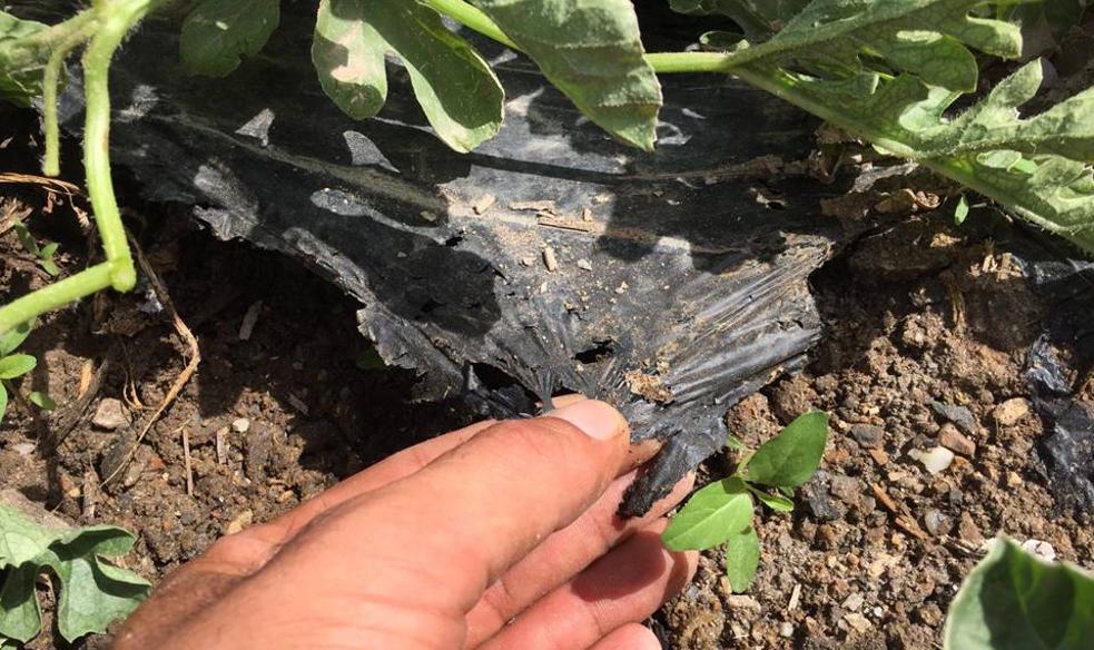 Todos unidos contra el mal del plástico agrario