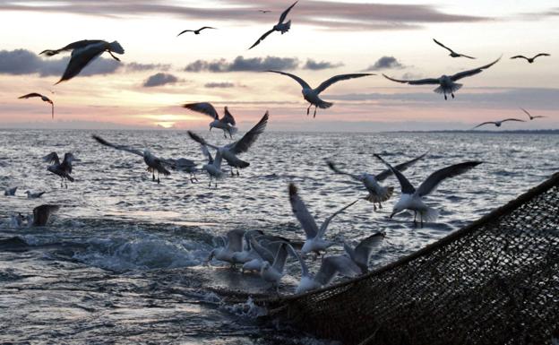 Un estudio alerta del daño de los barcos arrastreros en el litoral protegido de la Región