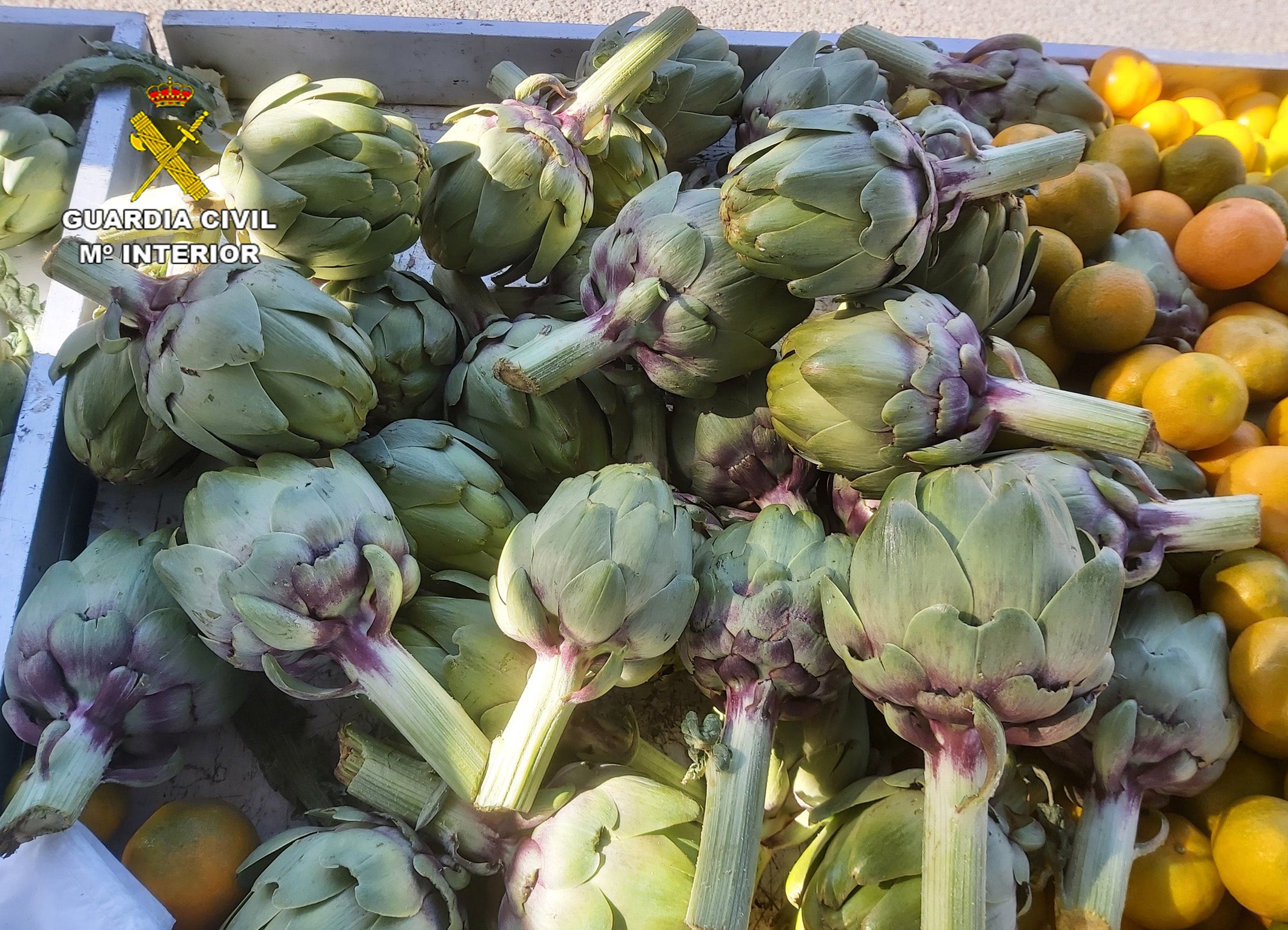 Detenido un hombre por el robo de cinco toneladas de alcachofas de una finca de Yéchar, en Mula