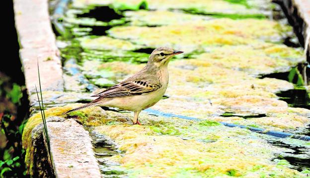 La importancia fundamental de las charcas