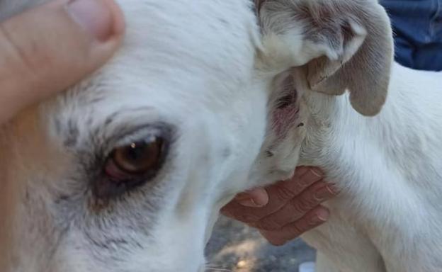 Buscan a los dueños de dos perros por presuntamente arrancarles los microchips y abandonarlos en Alhama de Murcia