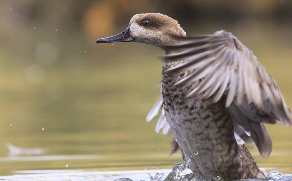 Vuelve querida cerceta pardilla, vuelve