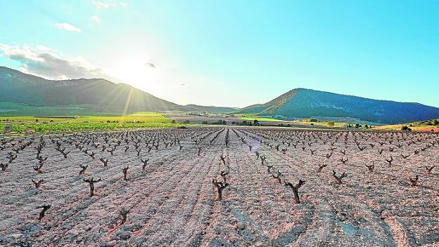 El sol en cada botella