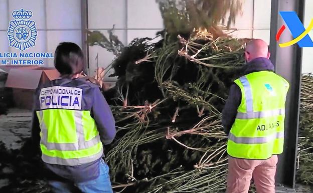 El crimen organizado entra en el negocio del cáñamo legal para camuflar la 'maría'