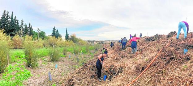 Más vegetación autóctona de ribera en la Contraparada