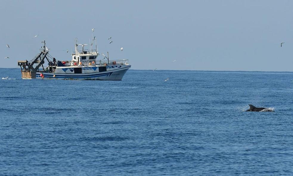 Los lazos que unen a los delfines con la pesca humana