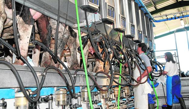 La caída de precios frena en seco la expansión del sector lechero regional