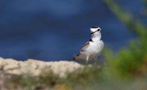 Todas las aves del Mar Menor