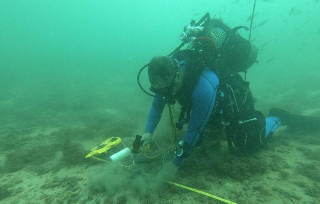 El bosque marino del puerto de Cartagena planta cara al cambio climático