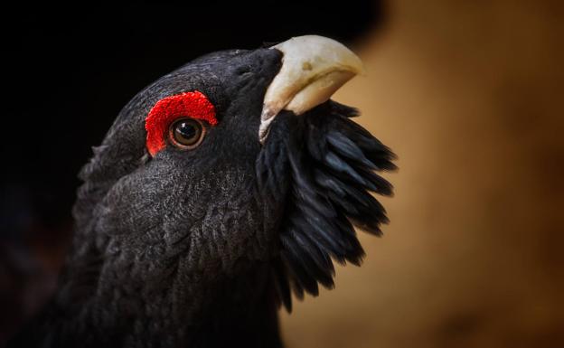 Una de cada cuatro especies de aves en España está en peligro