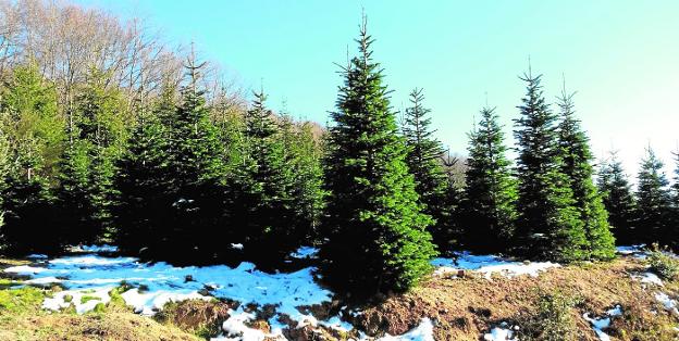 La venta de abetos naturales para Navidad crece un 15% este año