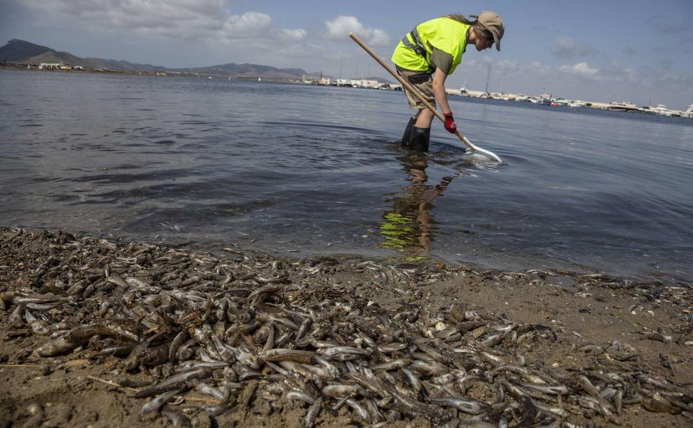 AGOSTO. Fauna muerta por toneladas en las playas