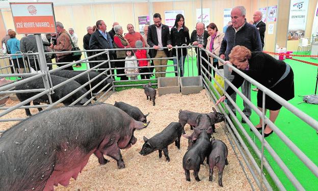 El origen del chato murciano: la mejor raza porcina de la Región que volvió a hacerse carne