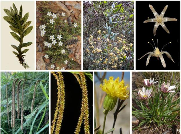 Las 52 nuevas especies descubiertas en 2021 por botánicos españoles