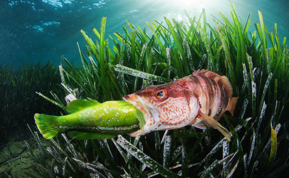 'El Rey del Océano' murciano corona la foto de naturaleza