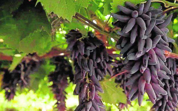 Uvas murcianas con sabor a caramelo o fresa