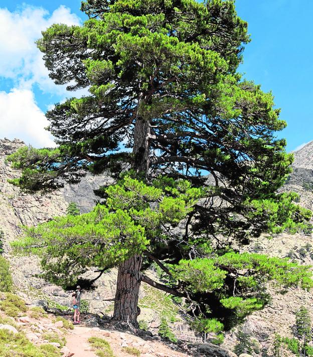 Objetivo: salvar el pino blanco de su desaparición