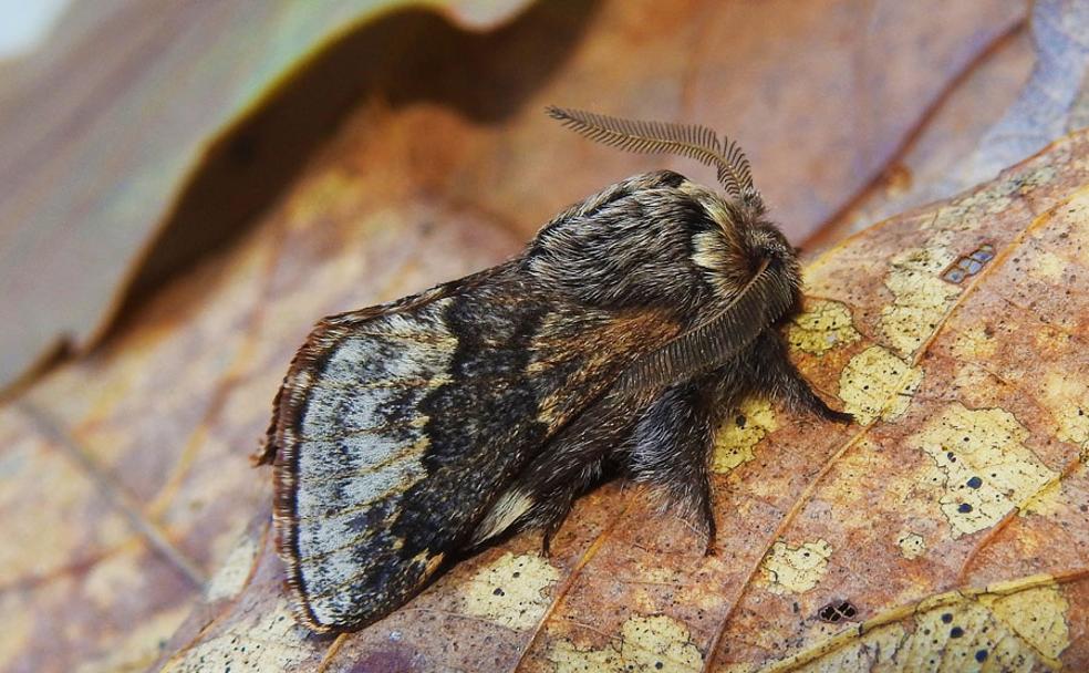 A vueltas con una nueva mariposa nocturna