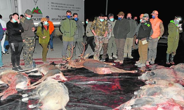 Una batida de ciervos, jabalíes y arruís en Cieza se salda con la caza de 71 ejemplares