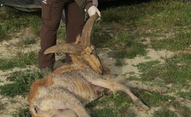 La sarna entra en el parque natural de Sierra Espuña y anuncia una mortandad de arruís en unos meses