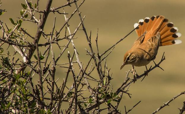 El alzacola rojizo, Ave del Año 2022